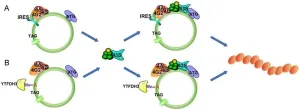 Unlocking the hidden proteome: The role of coding circular RNA in cancer