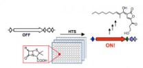 Unlocking the potential of bacterial gene clusters to discover new antibiotics