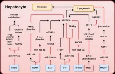 Unlocking the role of long non-coding RNAs in liver disease progression