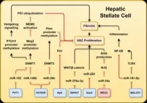 Unlocking the role of long non-coding RNAs in liver disease progression 2