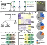 Unlocking the secrets of cold tolerance: a deep dive into tomato plants' molecular responses to chilling stress