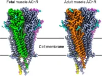 Unraveling a key junction underlying muscle contraction