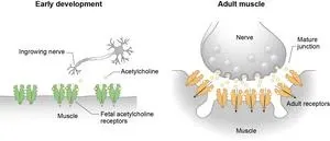 Unraveling a key junction underlying muscle contraction 2