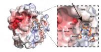 Unraveling a mystery in the histone code shows how gene activity is inherited