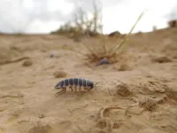 Unraveling isopods culinary secrets and why it matters for ecosystems