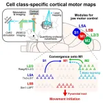 Unraveling the brain’s hidden motor modules