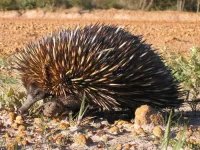 Unraveling the events leading to multiple sex chromosomes using an echidna genome sequence