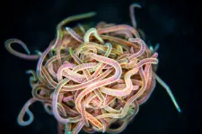 Unraveling the mathematics behind wiggly worm knots