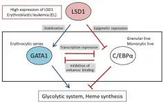 Unraveling the mechanisms that create the individualized metabolism in leukemia