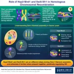 Unraveling the molecular basis of Dmc1 filament assembly in homologous recombination