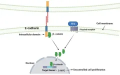 Unraveling the mystery of hereditary diffuse gastric cancer