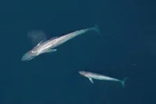 Unraveling the mystery of the missing blue whale calves