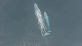 Unraveling the mystery of the missing blue whale calves 3