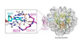 Unraveling the role of CDCA7 in maintenance of DNA methylation