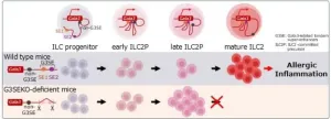 Unravelling a mechanism of Group 2 innate lymphoid immune cell development