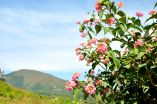 Unresolved composition of Lantana camara: Impediment to its management