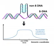 Unusual DNA folding increases the rates of mutations