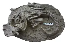 Unusual fossil shows rare evidence of a mammal  attacking a dinosaur