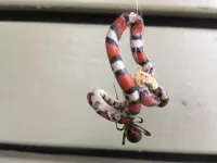 Unusual prey: Spiders eating snakes