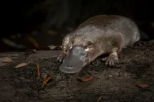 Unusual sex chromosomes of platypus, emu and duck