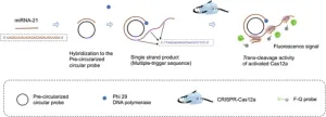 Unveiling a fast and efficient method for detecting microRNAs