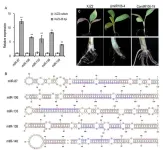 Unveiling crucial virulent milRNAs implicated in the initial infection of Fusarium oxysporum f. sp. cubense