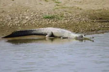 Unveiling natures custodians: groundbreaking study highlights crucial role of scavengers in wetlands