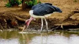 Unveiling nature's custodians: groundbreaking study highlights crucial role of scavengers in wetlands 3