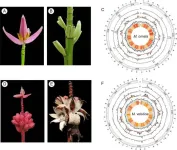 Unveiling the genetic secrets of Musa ornata and Musa velutina: insights into pericarp dehiscence and anthocyanin biosynthesis
