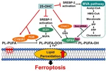 Unveiling the intricate mechanisms behind oxysterol-induced cell death