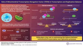 Unveiling the mechanism of maintenance of replication and transcription in mitochondria