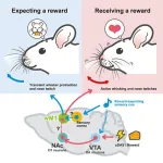 Unveiling the mechanism underlying orofacial movements during reward processing in animals