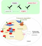 Unveiling the molecular mechanisms linking aging with neurodegenerative diseases