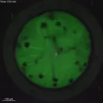 Unveiling the mysteries of cell division in embryos with timelapse photography