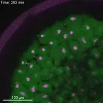Unveiling the mysteries of cell division in embryos with timelapse photography 2