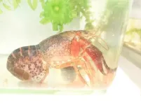 Unveiling the reproductive secrets of red-swamp crayfish