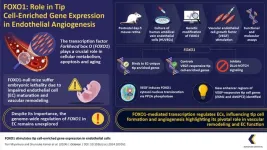 Unveiling the role of FOXO1 in vascular development and transcriptional dynamics in endothelial cells