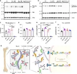 Unveiling the secrets of bone strength: the role of biglycan and decorin