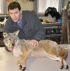 Urban coyotes never stray: New study finds 100 percent monogamy