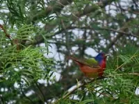 Urban light pollution linked to smaller eyes in birds 2