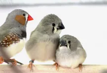 Urban traffic noise causes song learning deficits in birds