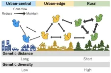 Urbanization has impacted the population genetic structure of the Eurasian red squirrel in Japan within a short period of 30 years