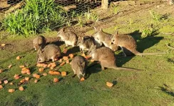 Urgent action needed to protect the Parma wallaby