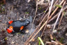 Urgent conservation efforts needed: Small population size and possible extirpation of the threatened malagasy poison frog Mantella cowanii