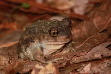 URI researchers: New survey method proves Rhode Islands rarest frog may not be so rare