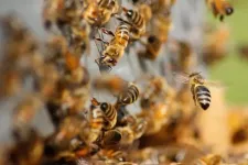 US beekeepers continue to report high colony loss rates, no clear improvement