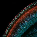 USC Stem Cell mouse studies tune into hearing regeneration