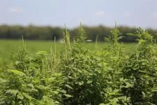 USDA-NIFA grant supports microwave tech to zap weed seeds 3