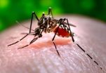 Use of dengue vaccine may cause short-term spikes in its prevalence