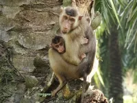 Use of habitat for agricultural purposes puts primate infants at risk